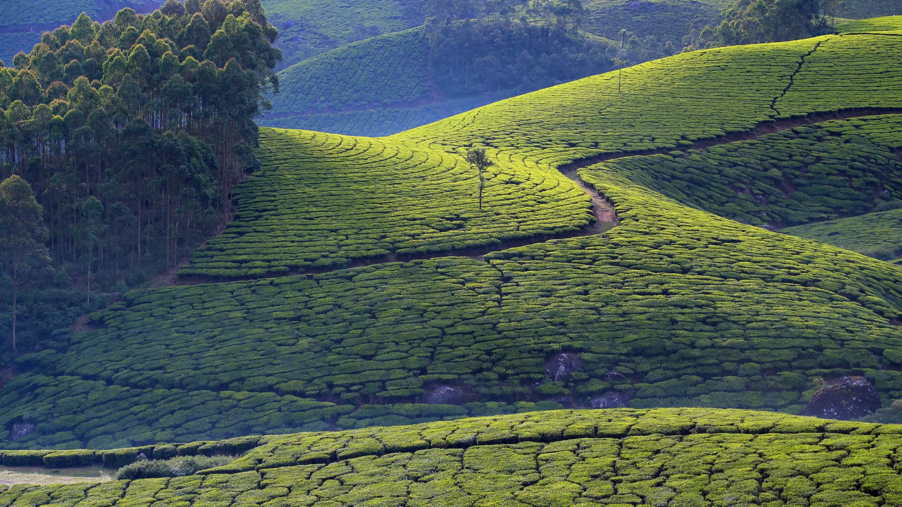 Places to see in Munnar