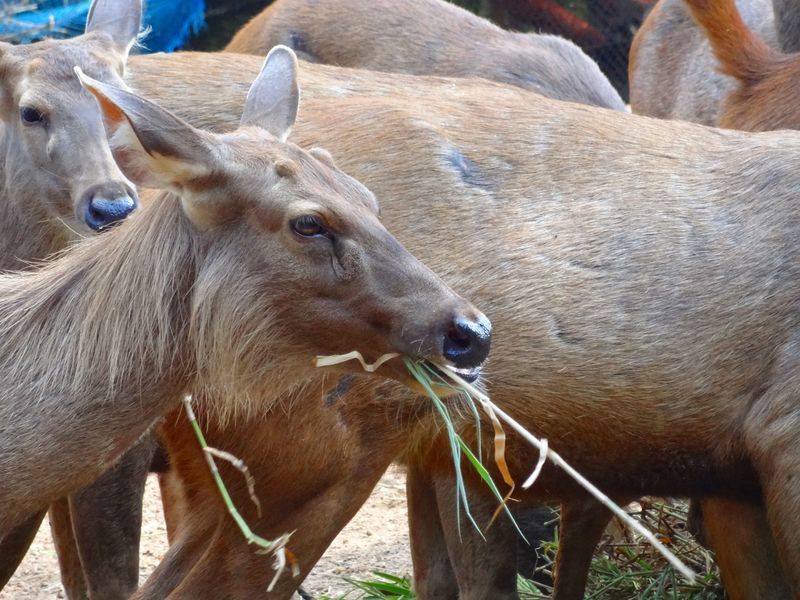 guindy-national-park-couple-drive