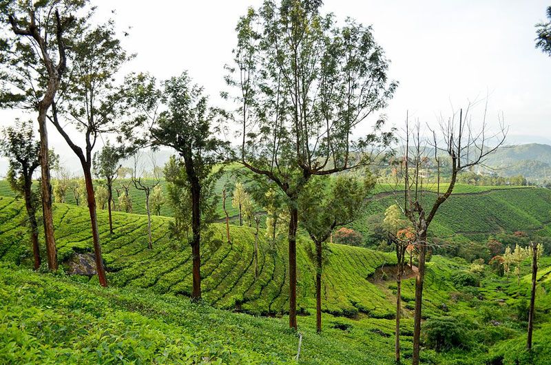 chithirapuram-munnar
