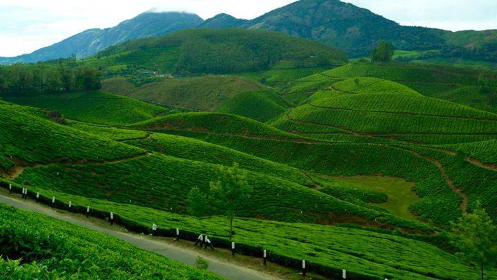 devikulam-munnar
