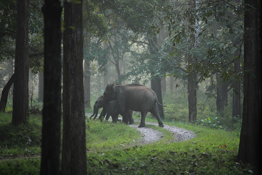 tholpetty-wildlife-santuary